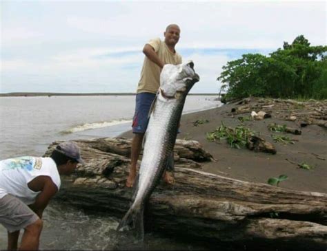 Costa Rica Fishing Charters | Tarpon fishing