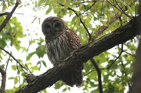 Springfield Plateau: Barred Owl Nest