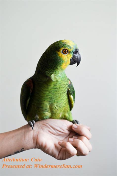 Green Parrot/The Whole Point of Getting Things Done Is Knowing What To Leave Undone - Windermere ...