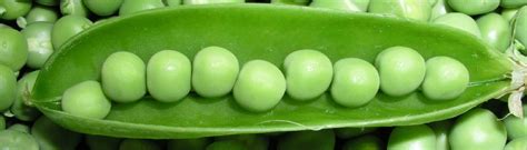 How to grow peas