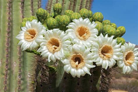 Saguaro | San Diego Zoo Animals & Plants