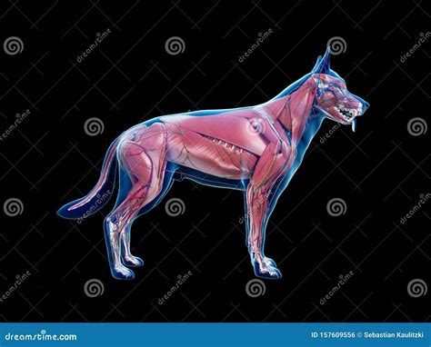 The canine anatomy stock illustration. Illustration of nerves - 157609556