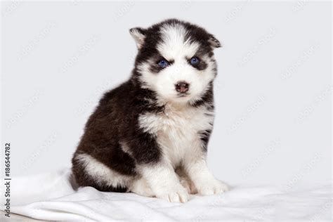 Are All Huskies Born With Blue Eyes