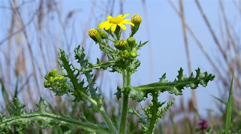 Groundsel - Problems & pests