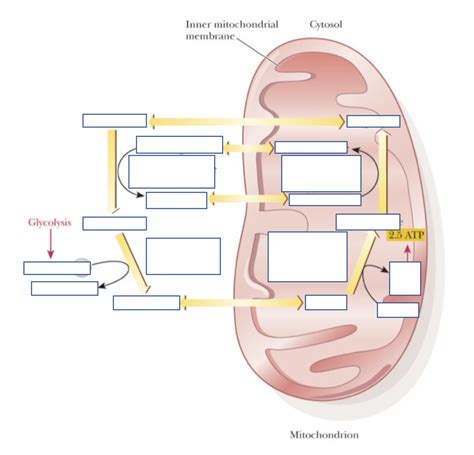 Malate-Aspartate Shuttle Part One Diagram | Quizlet