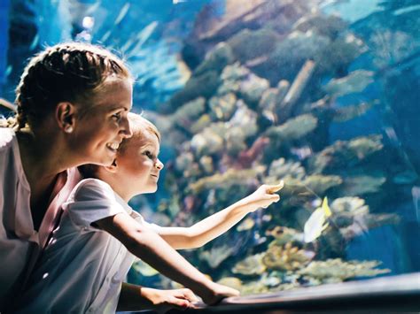 Cancun Interactive Aquarium - Museums/Aquariums