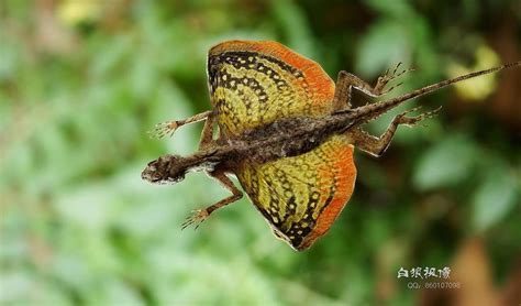 Flying dragon lizard a true gliding reptile | Flying lizard, Lizard, Reptiles