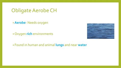 Bacteria Metabolism Clay, Carter, and Jake. - ppt download