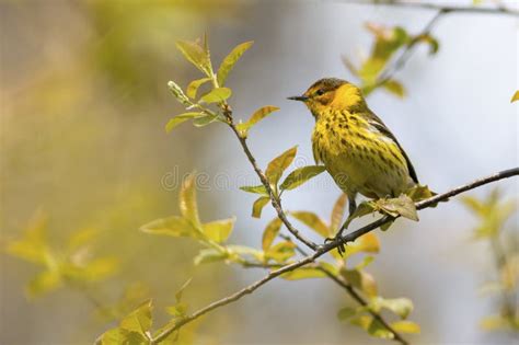 Bird Watching Nature Background Stock Image - Image of focus, nature ...