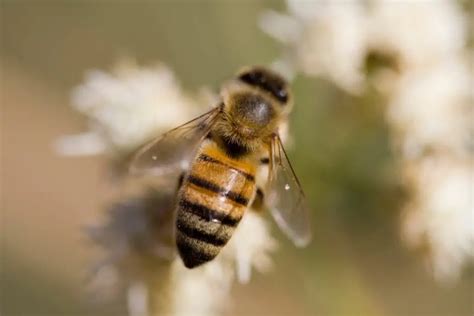 What Are Worker Bees? Honey Bee Roles Explained - Revive A Bee