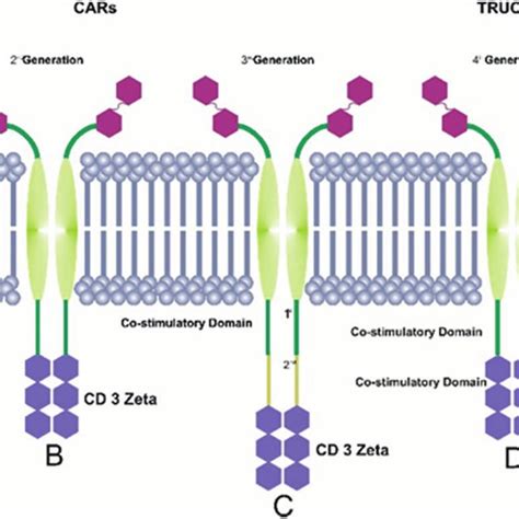 Schematic diagram of four generations of CAR T-cells. CAR T cells can ...