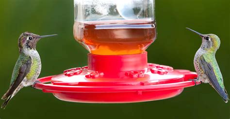 10 Best Hummingbird Feeders Reviewed [2020] | Hobby Help