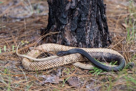 Species Dive 10: Fastest snake in the west – Reptiles and Amphibians of Mississippi