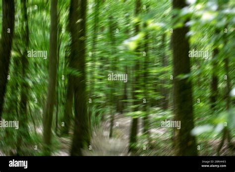 Strong wind in green forest Stock Photo - Alamy