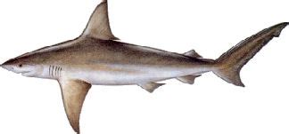 Sandbar (Brown) Shark ~ New Jersey Scuba Diving