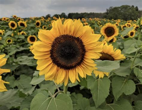 Frolic Among The Sunflowers During Wickham Farms' Sunflower Fest