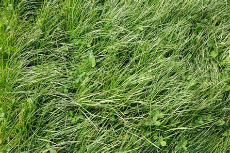 11 Perennial Ryegrass Facts For Lawn Owners