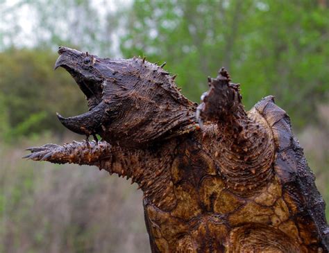 Download Animal Alligator Snapping Turtle HD Wallpaper