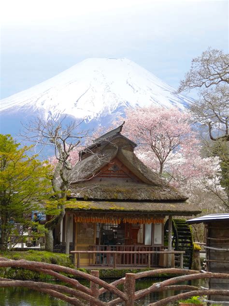 5 Best Cherry Blossom Spots around Mt.Fuji 2019 – Japan Travel Guide -JW Web Magazine