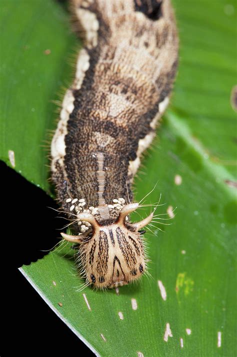 Giant Owl Butterfly Caterpillar (caligo Photograph by Pete Oxford - Pixels