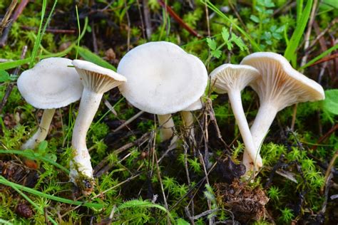 Setas Extremadura : Clitocybe Dealbata | Setas, Hongos, Grupos de seres vivos