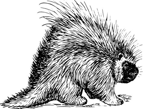 Porcupine vectors free download 54 editable .ai .eps .svg .cdr files