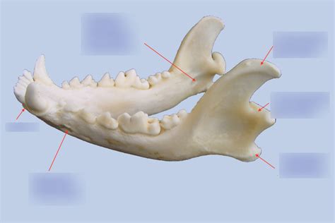 Diagram of dog mandible anatomy | Quizlet