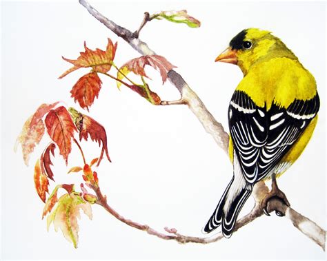 Painting a Day Art Blog - Original Oil Paintings on Canvas by Linda Apple: American Goldfinch ...