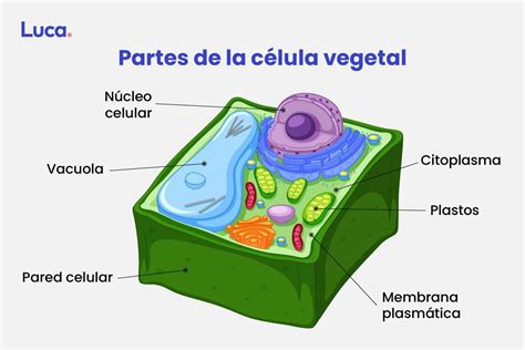 Organulos Exclusivos De La Celula Vegetal | Images and Photos finder