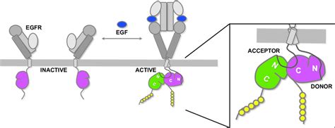 schematic diagram of eGfr activation. Shown for EGFR are the four ...