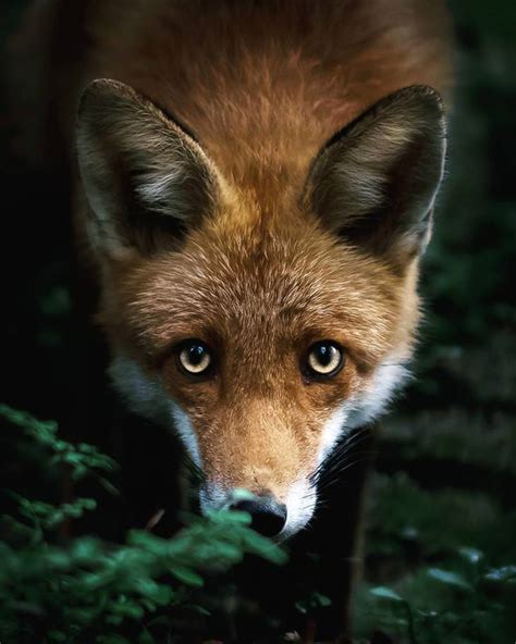 Stunning Shots of Finnish Forest Animals | Design & Photography - BabaMail