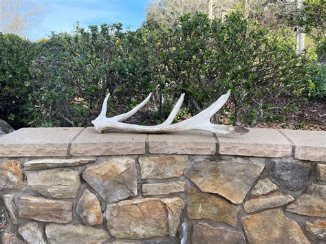 Tule Elk Shed / Elk Shed / Shed Antler / Natural. Antler - Etsy