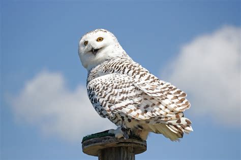 10 Amazing Facts About Snowy Owls - Bird Watching Academy