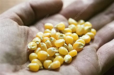 Corn seeds - Stock Image - B787/0584 - Science Photo Library