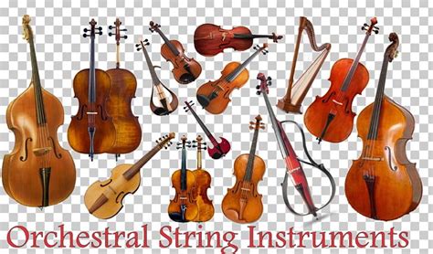 Musical Instruments String Instruments Violin Family Cello PNG, Clipart ...