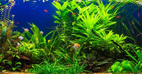 Do Live Plants Help Keep Aquarium Clean? - Aquariumia