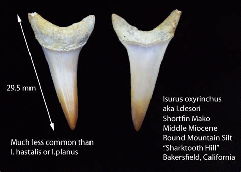 STH Shortfin Mako - Members Gallery - The Fossil Forum