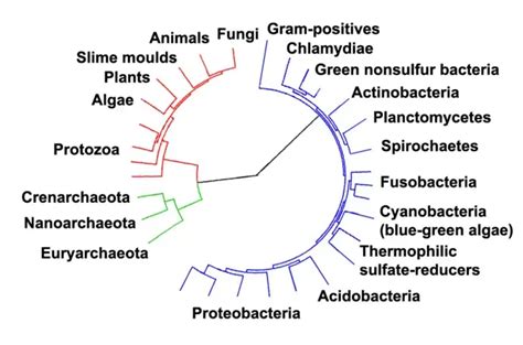 Archaea - Habitat, Structure, Characteristics, Importance, Examples - Biology Notes Online