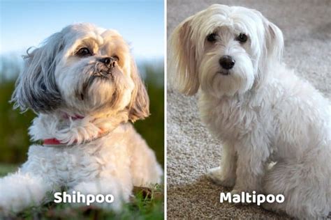 Shih Poo vs Maltipoo: Comparing Temperament, Size, & Maintenance