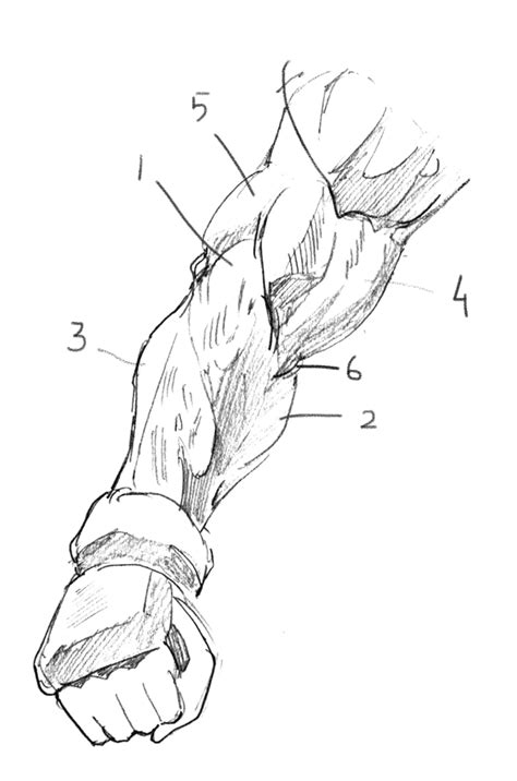 How to Draw Forearms with Anatomical Detail, a Step-by-Step Guide ...