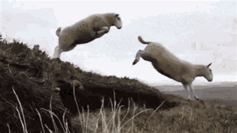 11 Sheep GIF - 11 Sheep Jumping - Discover & Share GIFs