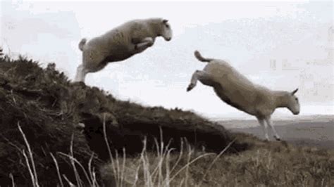 11 Sheep GIF - 11 Sheep Jumping - Discover & Share GIFs