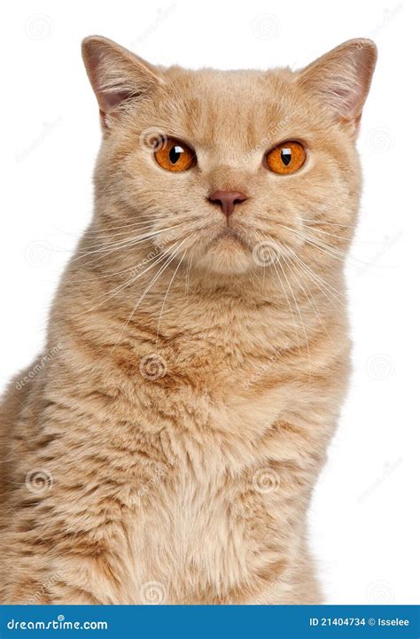 Ginger British Shorthair Cat, 1 Year Old Stock Photo - Image of ...