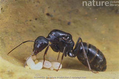 Stock photo of Japanese black carpenter ant (Camponotus japonicus ...