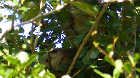 Cuban Hutia | MarkEisingBirding