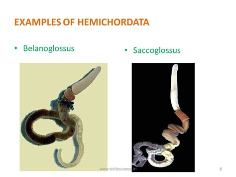 Hemichordata