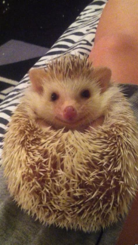 Adorable Hedgehog Smiling Again After Being Mistreated By Previous Owner (PICTURE) | HuffPost UK