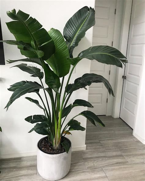 80" x 30" Artificial Banana Tree In Pot White - Project 62™ | Potted ...