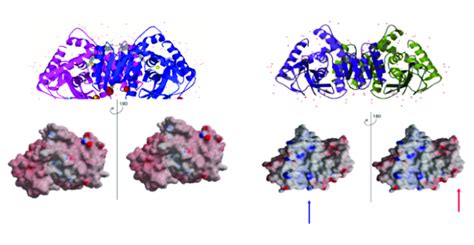 Ribbon and surface structural representations of malate dehydrogenase... | Download Scientific ...