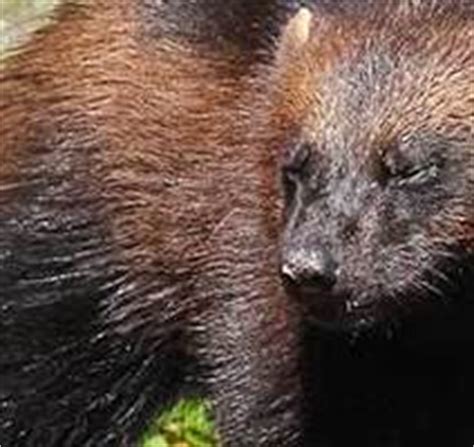 Wolverine - Animal Facts and Information